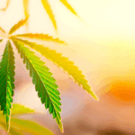 How To Understand THCA Flower Information