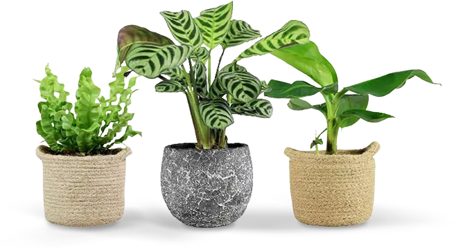 pet safe plants