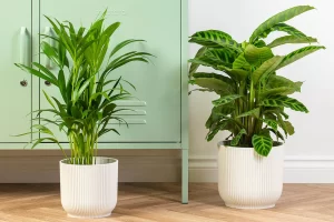 Pet-Safe Plants: Beautiful Options for a Safe Indoor Environment