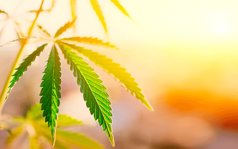 How To Understand THCA Flower Information